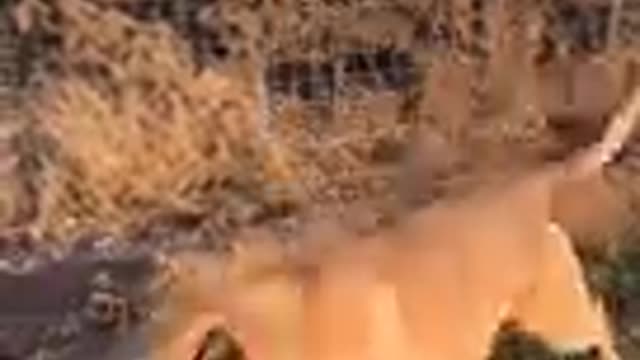 Smart Dog Video