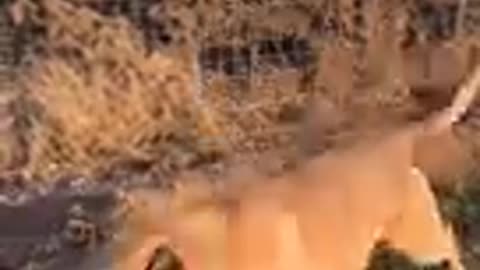 Smart Dog Video