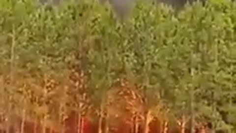 Forest fire in Corrientes.