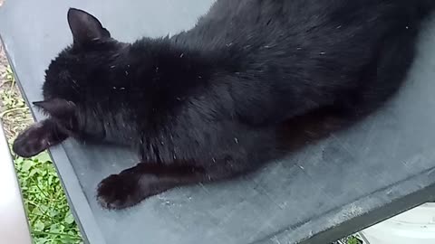 Black Cat Day