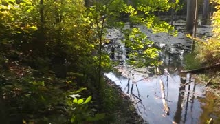 Steyer Nature Preserve Seneca County Ohio