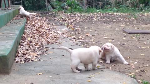 Filhotes de Labrador