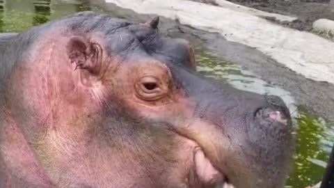 hippo eating