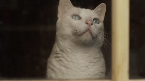 Beautiful white cat