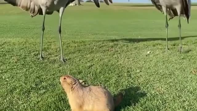 Chuck the prairie dog standing his ground.