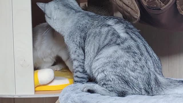 A cat that keeps you from getting out