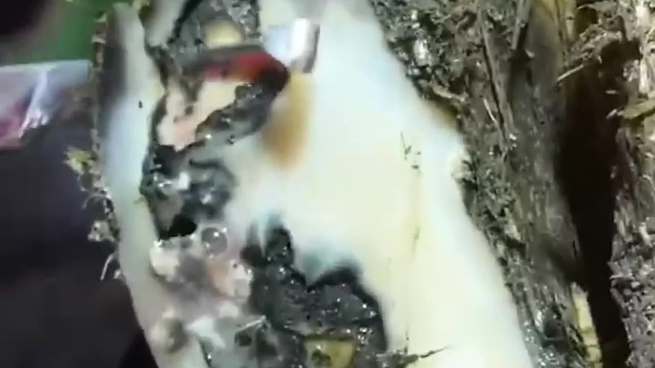 Pus in Cow Hoof: Shocking Footage Revealed!