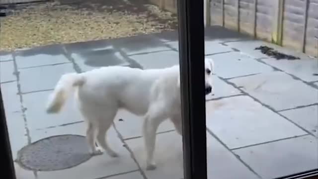 Super Funny Adorable Dogs Videos #1 | Chihuahua TV