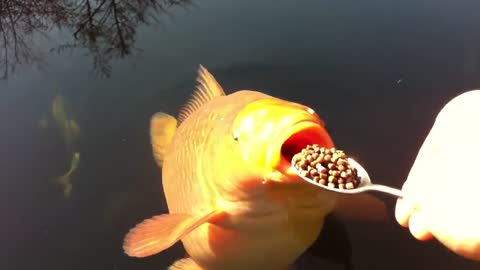 Fish video,