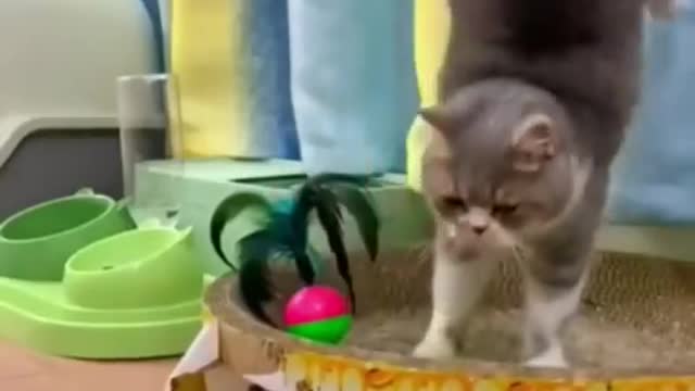 the best funny animal videos