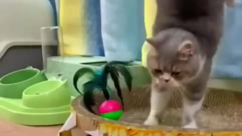 the best funny animal videos