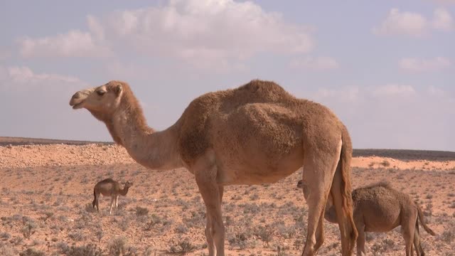 Very beautiful camel