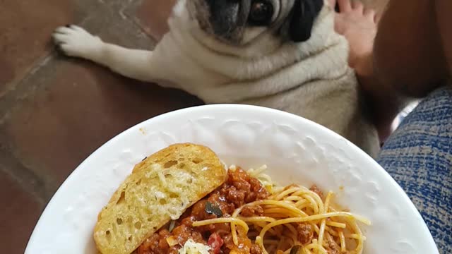 Pug and Pasta