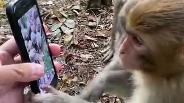 monkey wachi video