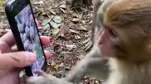 monkey wachi video