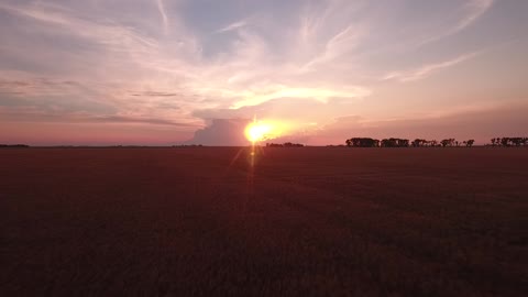 Wheat Field