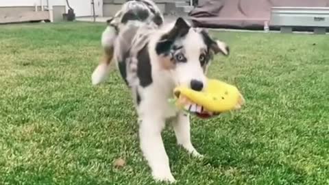 Cute and Funny dog Videos Compilation | Cute dogs of the world