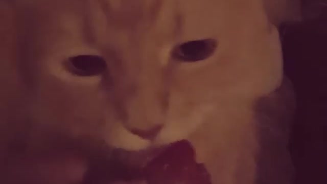 Silly Cat Really Likes To Munch On Some Juicy Strawberries