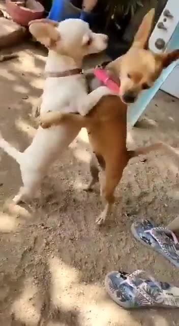 The dogs start dancing