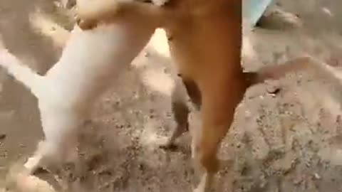 The dogs start dancing