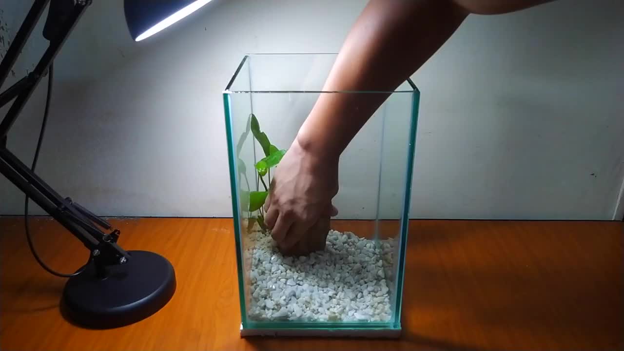 Very simple planted gold fish aquarium (How to setup at your home )