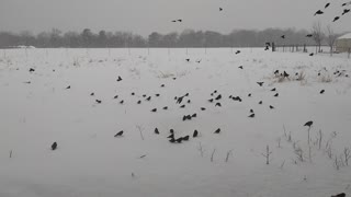 Hard Snowfall in South Arkansas