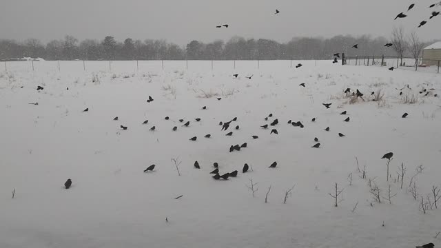 Hard Snowfall in South Arkansas