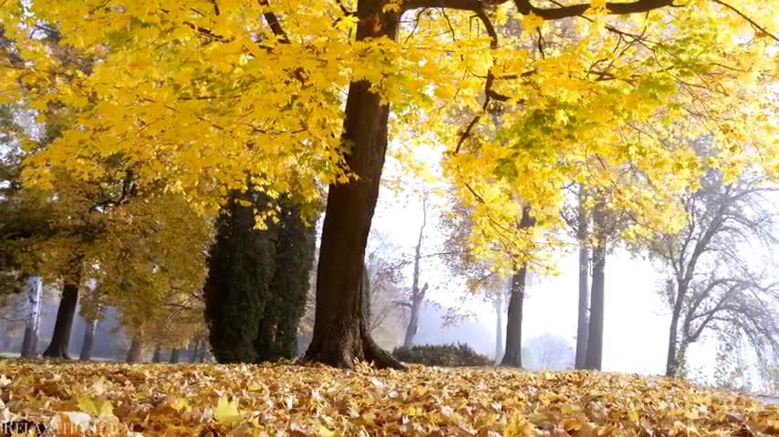 Autumn 4K Relaxation Film Meditation Music, Beautiful Relaxing Music, Nature Sounds