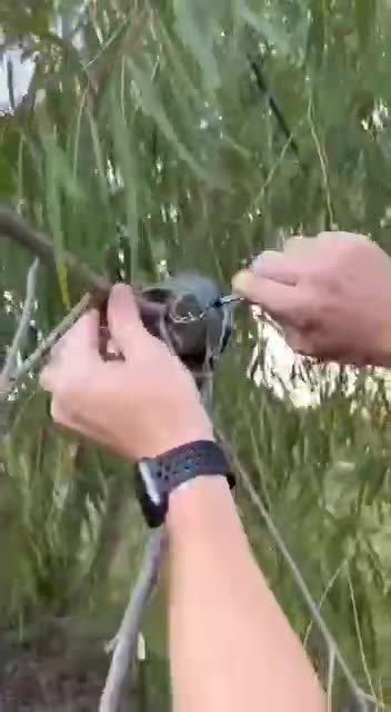 Easy air layring propagate plants with ziplock bag.