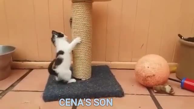 videoplayback A short collection of hilarious English mess-ups,