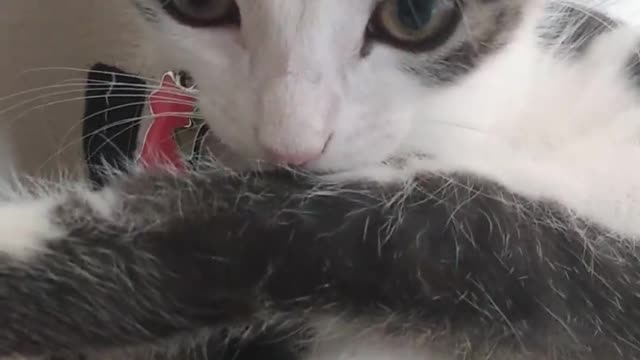 Little cat playing with ladybug