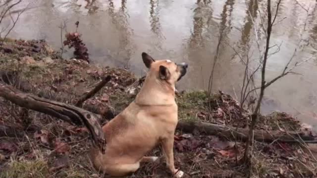 Rex at the creek