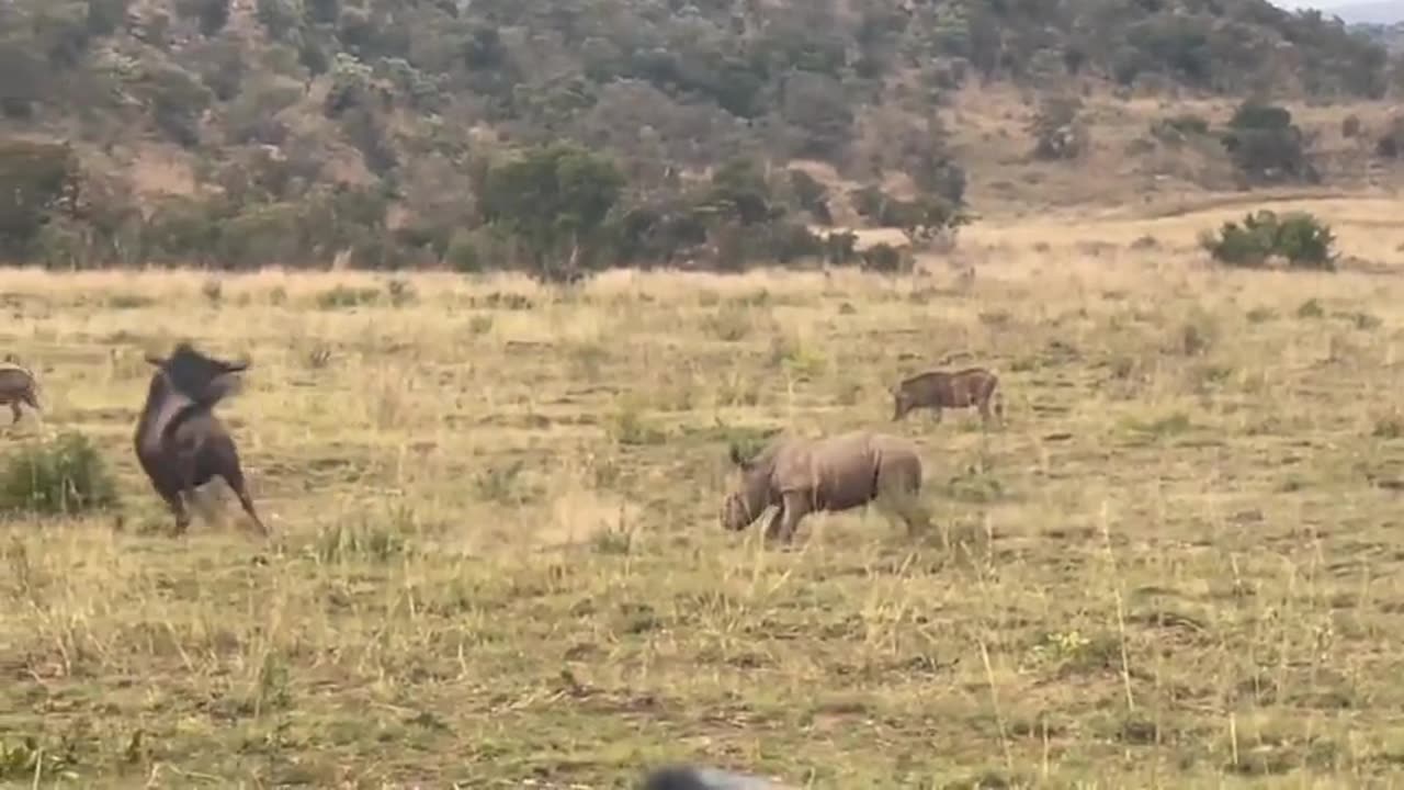 Baby Rhino does the unexpected!!!!