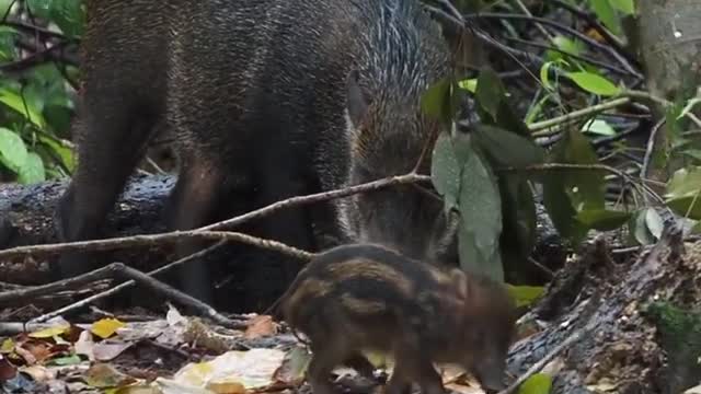 Wild pig family