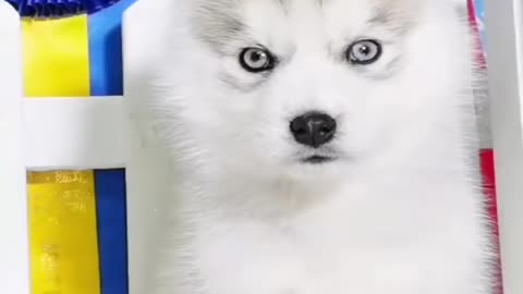 Husky is so cute