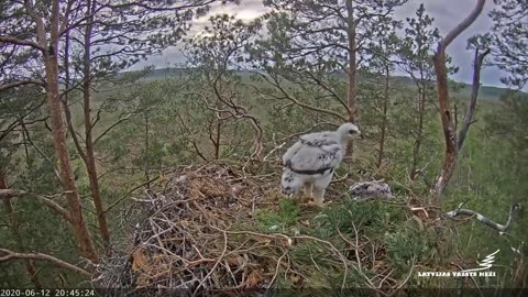 Golden Eagle Cam in Latvia | Prey delivered finally | 06-12-20 | 8:42 p.m.