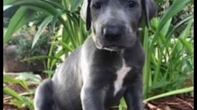 Big Dog | Great Dane Puppy | Great Dane Dog #shorts #animals #greatdane