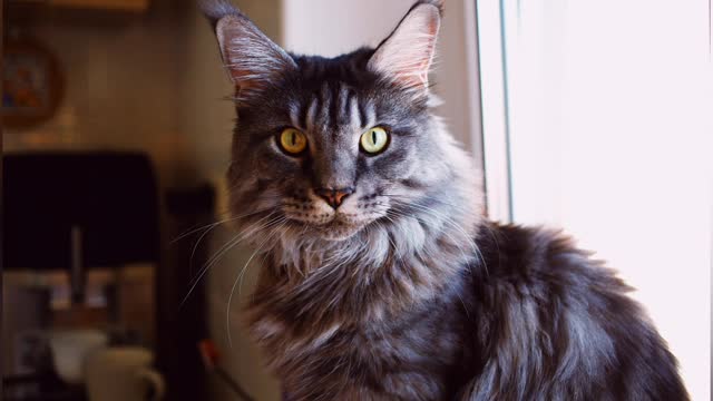 Maine Coon