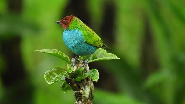 Bird with attractive colors