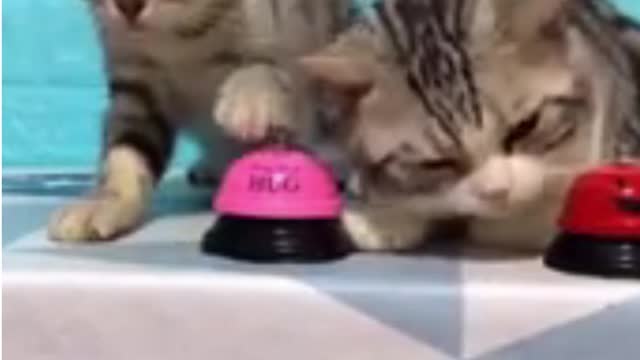 Lovely Cat, black cat, cats, funny cats, funny cat videos 1315