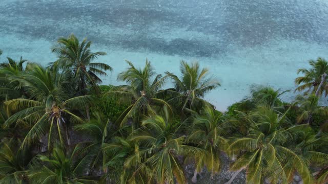 Descent into the palms