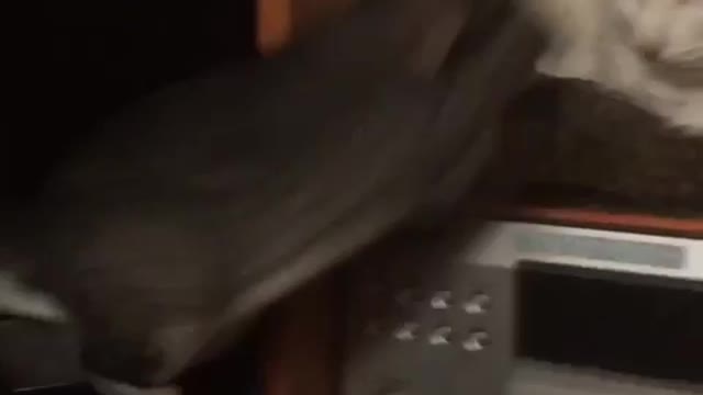 A cheerful chinchilla attacked a cat