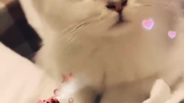 Does this cat have see-through eyes?