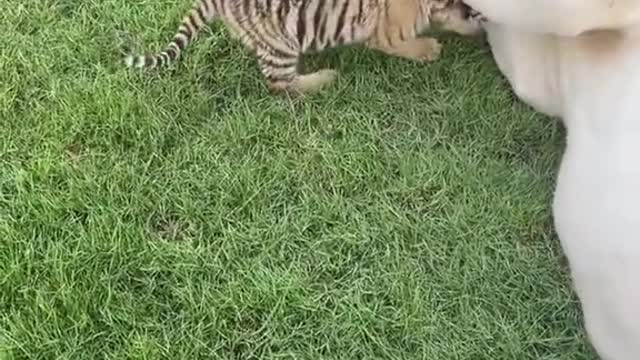 animals#pet# tiger baby