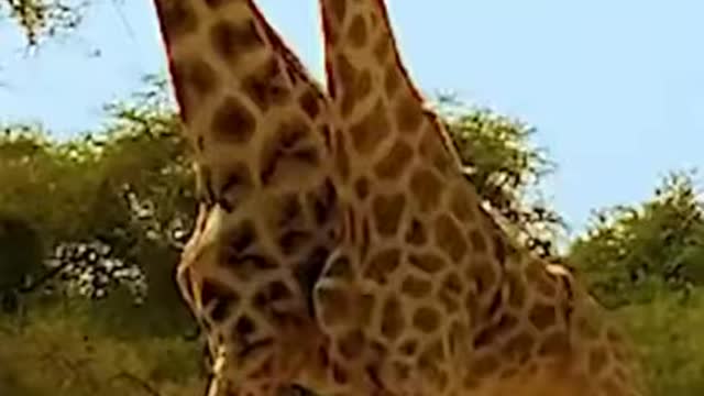 Ever seen a giraffe fight before