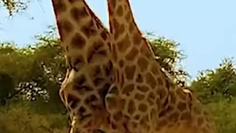 Ever seen a giraffe fight before