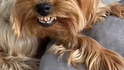 Funny dog