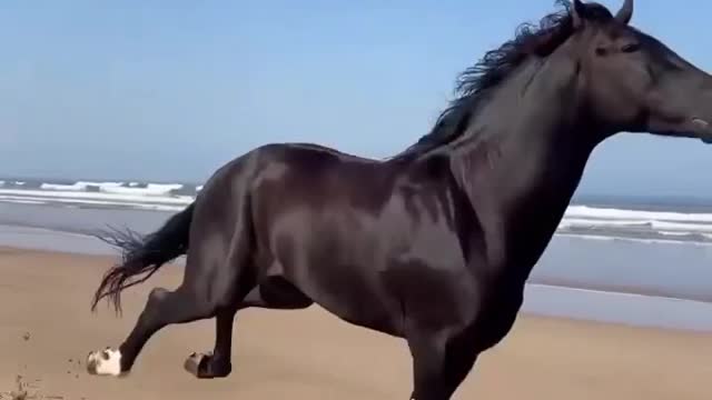 Black beauti! Horse runs and wild free! Amazing speed