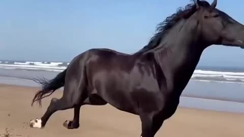 Black beauti! Horse runs and wild free! Amazing speed