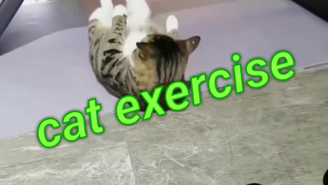 CAT exercise in Jim,#catexercise,#funny CAT,